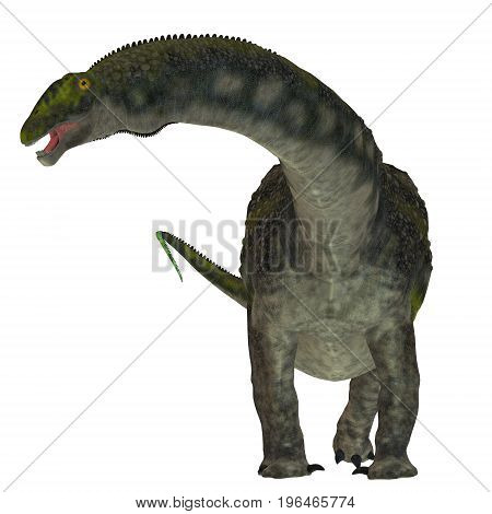 Diamantinasaurus Dinosaur on White 3d illustration - Diamantinasaurus was a herbivorous sauropod dinosaur that lived in Australia during the Cretaceous Period.