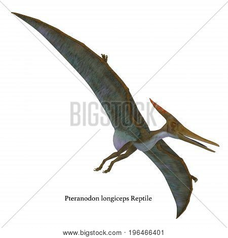 Pteranodon Reptile Soaring with Font 3d illustration - Pteranodon was a flying carnivorous reptile that lived in North America in the Cretaceous Period.
