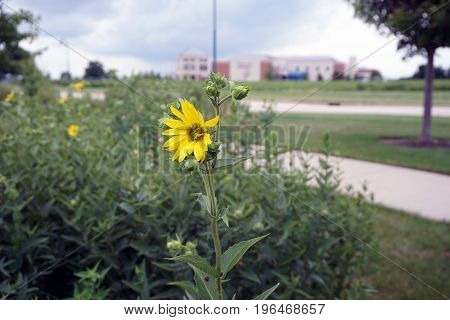 A prairie rosinweed flower (Silphium integrifolium), also known as the whole-leaf rosinweed and the entire-leaf rosinweed, blooms in Plainfield, Illinois during June.