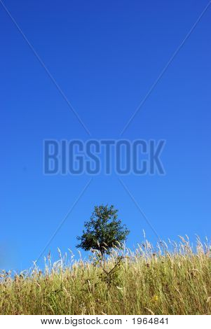 Arbre solitaire