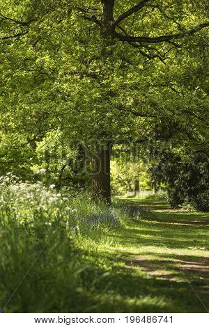 Lovely Shallow Depth Of Field Fresh Landscape Of English Forest And Countryside In Spring Sunshine