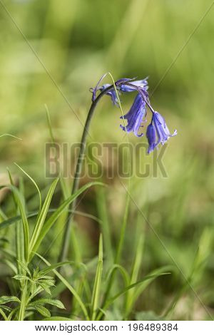 Stunning Vibrant Landscape Image Of Blubell Woods In English Countryside In Spring