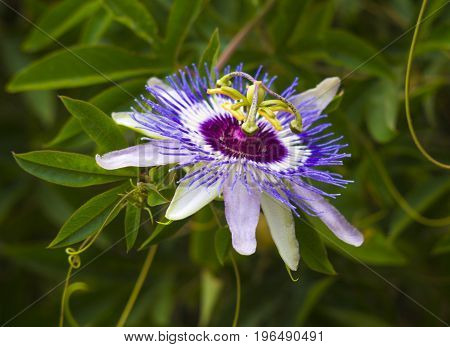 Passionflower. Passiflora (passionflower) with dew water drops .