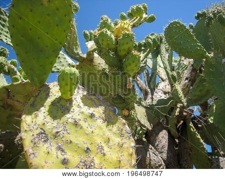 Prickly cactus in the desert of the UAE against the blue sky
