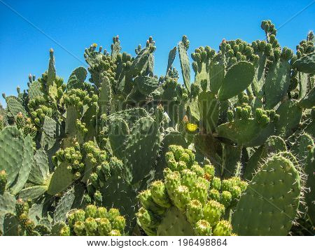 Bushes of cacti in the desert of Tunisia against the backdrop of a bright sky