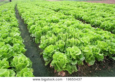 vegetabiliska