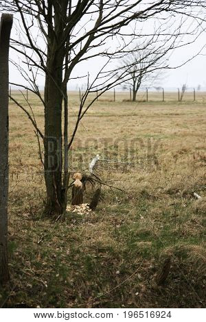 trees cut by beaver. Beaver dam. The dam constructed by a beaver. House of a beaver. A beaver in the wild nature.