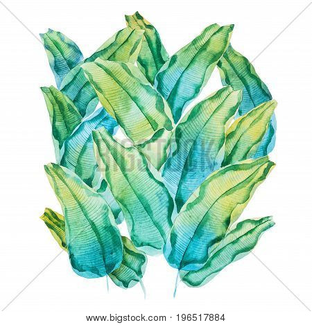 Watercolor painting of green tropical leaves. Hand-made pattern of waringin Ficus benjamina drawn on white paper.