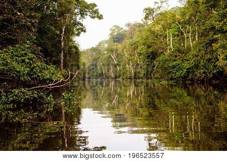Natural beauty of the pristine rainforest along the Kinabatangan river