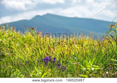 Flowers shown on the background of the mountains. carpathians. Ukraine