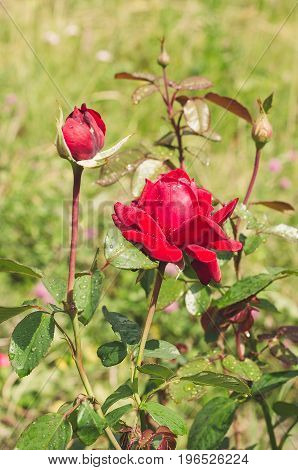Abundantly blooming bush of scarlet roses in the Summer Garden after rain