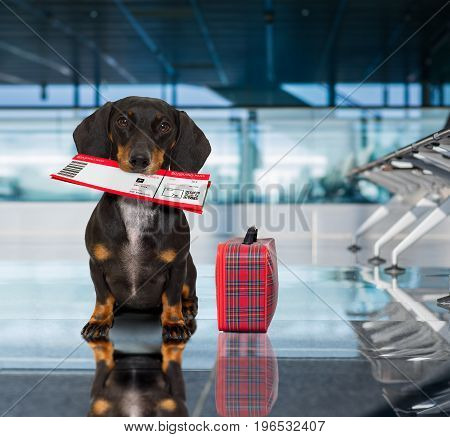 Dog In Airport Terminal On Vacation