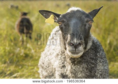 Curious sheep looking straigth into the camera.