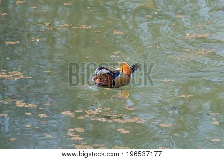 Mandarin Duck Close Up From Sile River, Italy