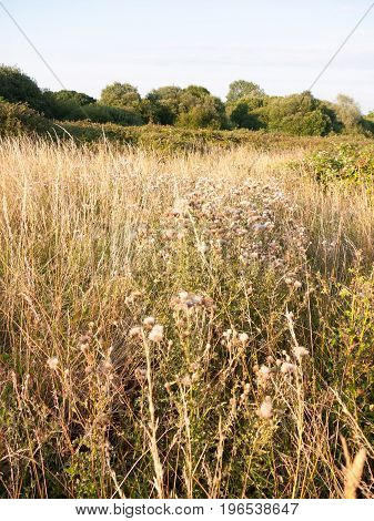 A Golden Reed And Milk Thistle Country Shrub Land