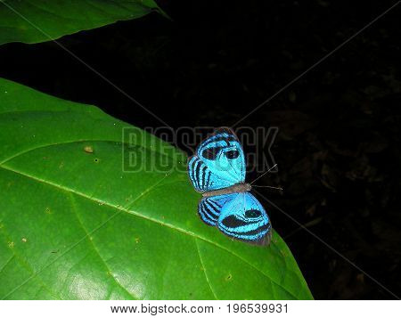 Blue Buterfly in French Guyana rainforest, South america.