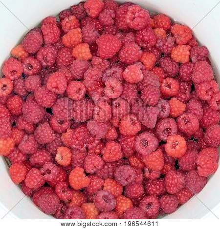 Raspberry on field in Markham Canada July 22 2017
