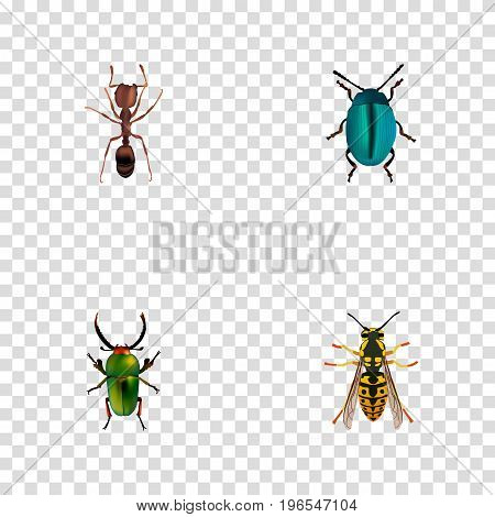 Realistic Bee, Bug, Emmet And Other Vector Elements