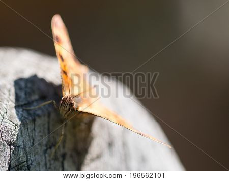 A Beautiful Butterfly Polygonia calbum is sunbathing