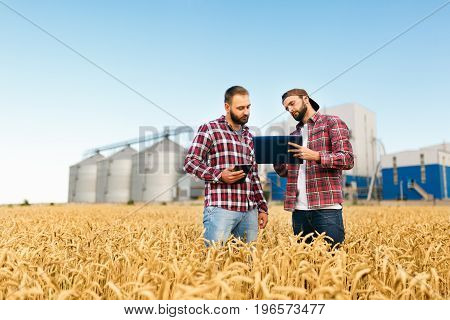 Two farmers are standing in a wheat field with tablet. Agronomists discuss harvest among ears of wheat with grain terminal on background