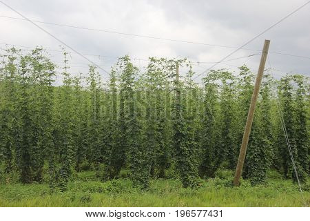 A hops (Humulus lupulus) farm in Michigan