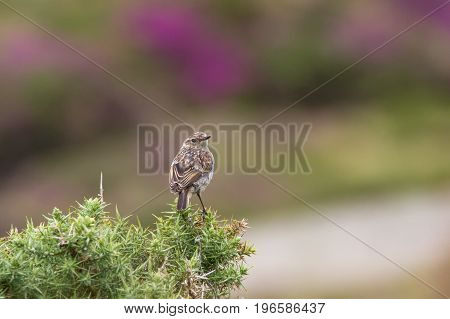 Beautiful Stonechat Bird (saxicola Torquata) Perched Near Coast