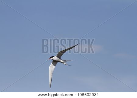 Arctic tern (Sterna Paradisaea) with wings outstretched with blue skies