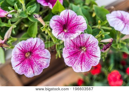 Close up of morning glory flowers and leaves.