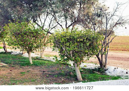 Fresh green trees on nature on light of sun.