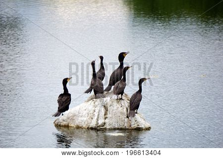 A flock of double crested cormorants (Phalacrocorax auritus) sits on a rock in a retention pond in Plainfield, Illinois, during June.