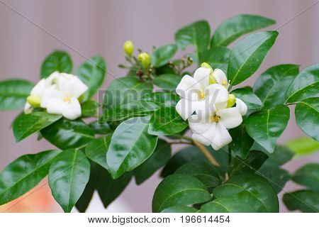 White Flower Of Orange Jessamine, Satin Wood, Murraya Exotica Tree, Cosmetic Bark Tree.
