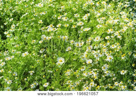 Background of a fragment of the meadow with wild chamomile