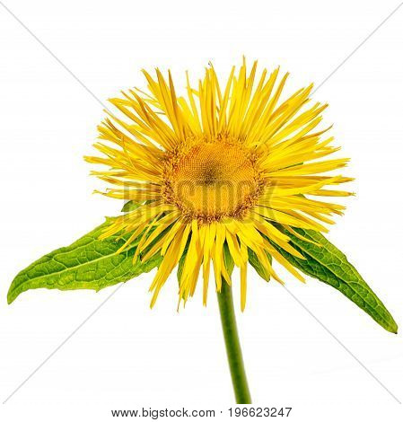 One Elecampane Flower Side View With Stem Isolated On White Background