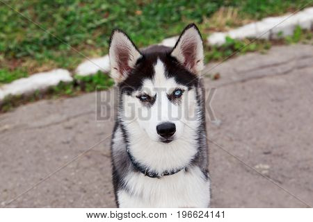One little cute puppy of dog breed Siberian husky outdoors