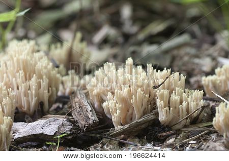 Ramaria stricta mushrooms on an old stump