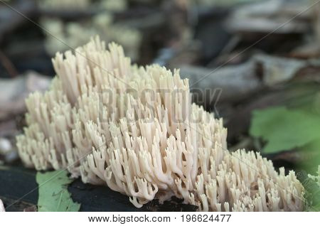 Ramaria stricta mushrooms on an old stump