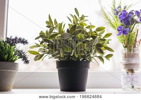 Green plant on the windowsill. Ornamental plants