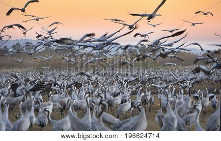 A flock of migrating cranes is seen at the Hula Lake ornithology and nature park in northern Israel.