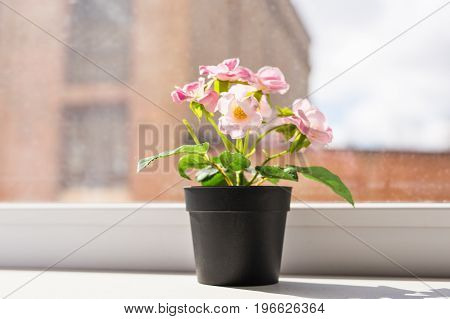 Green plant on the windowsill. Ornamental plants