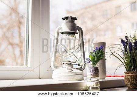 Green plant on the windowsill. Ornamental plants