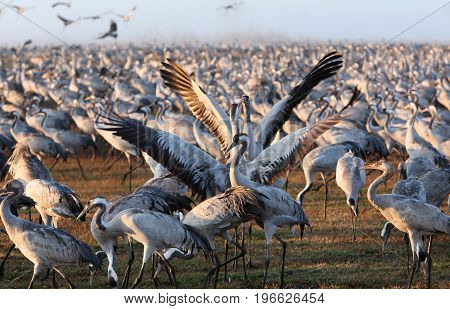 Feeding of the cranes at sunrise in the national Park Agamon of Hula in Israel