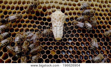 The cradle of the queenbee on honeycombs with nurse bees