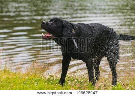 Black Labrador retriever dog. Splash after water bath.
