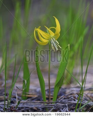Lodowiec Lily