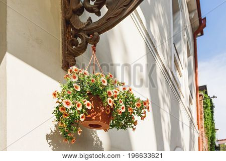 Potted flowers of petunia. Street decoration of plants and colorful flowers. Tbilisi Georgia.