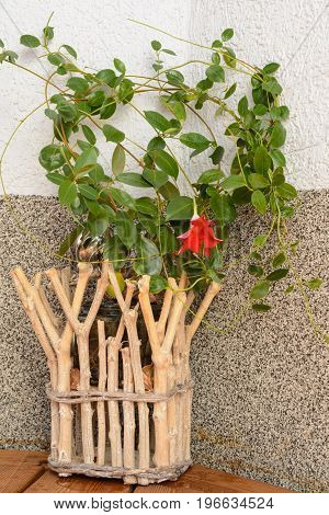 Rustic wooden flower over-pot self-tufted with flowering mandevilla