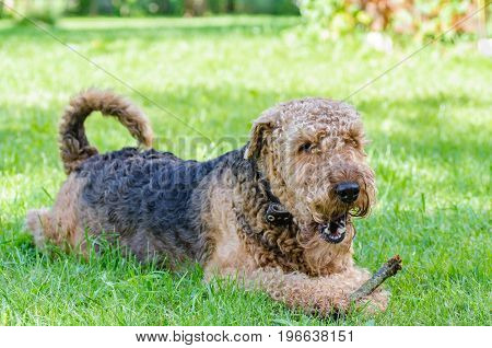 Airedale Terrier is a strong and muscular dog of medium size, with brown wool on the nature.