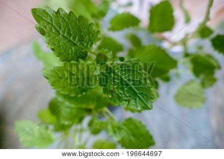 Green Melisa Plant Leaf Detail