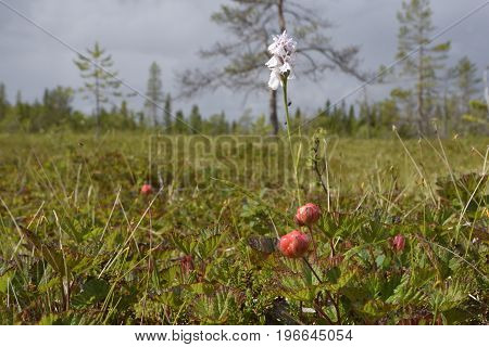 Closeup of a cloud berry on a morass with a Heath Spotted-orchid (Dactylorhiza maculata) in background picture from the North of Sweden.
