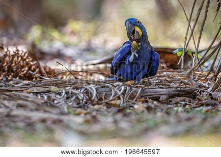 hyacinth macaw on a palm tree in the nature habitat, wild brasil, brasilian wildlife, birding, biggest parrot, blue magic, palm nuts, blue